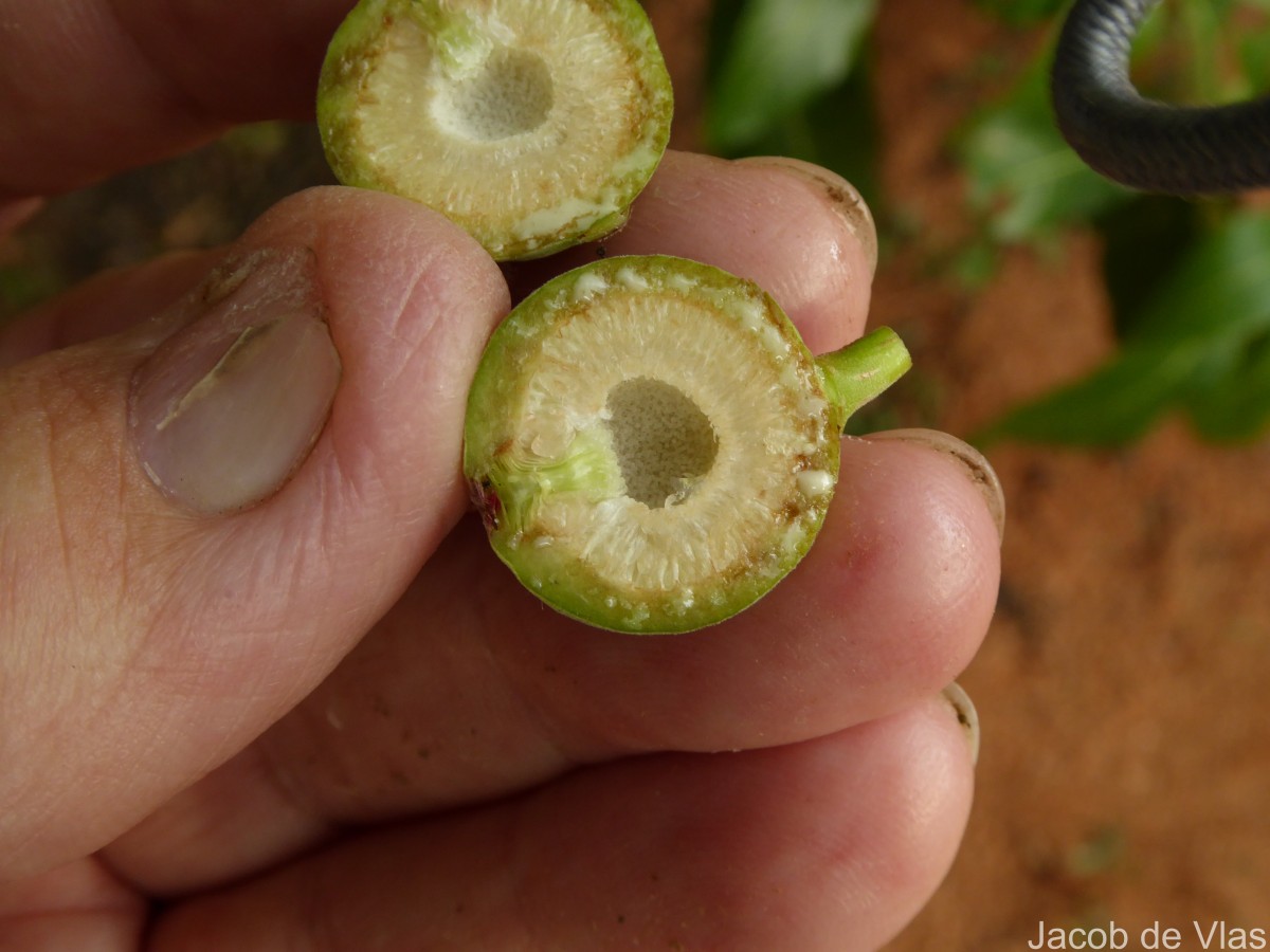 Ficus racemosa L.